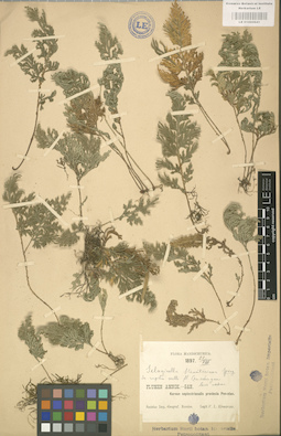 LE 01000641