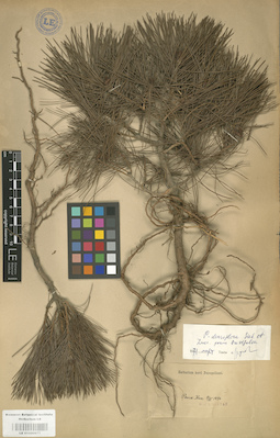 LE 01000677