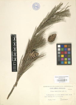 LE 01000679