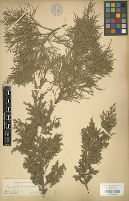 LE 01000708
