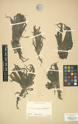 LE 01000994