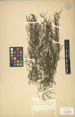 LE 01001017