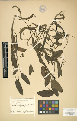 LE 01001030