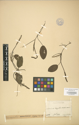 LE 01001033