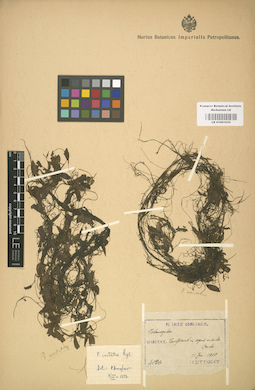 LE 01001035