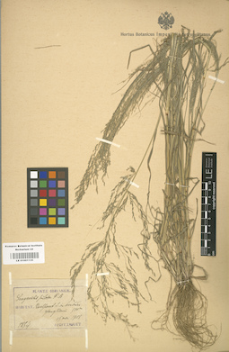 LE 01001135