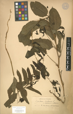 LE 01001164
