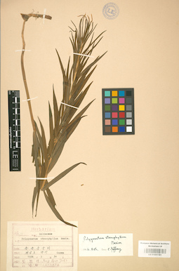 LE 01001181