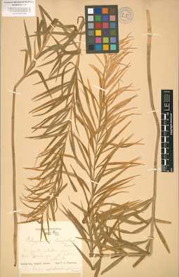 LE 01001182