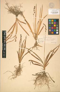 LE 01001196