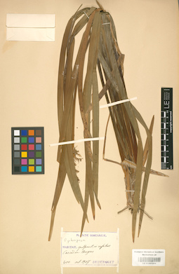 LE 01001204