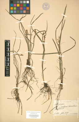 LE 01001206