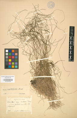 LE 01001250