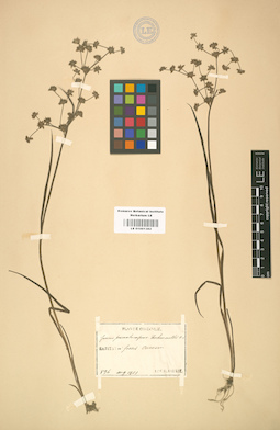 LE 01001382