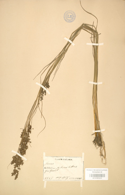 LE 01001415