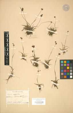 LE 01001446