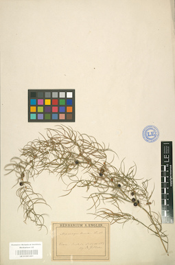LE 01001481