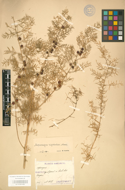LE 01001482