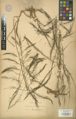 LE 01001486