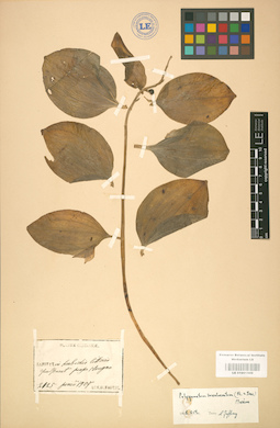 LE 01001509