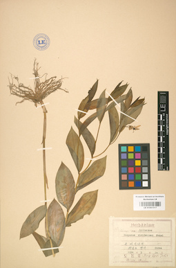 LE 01001517