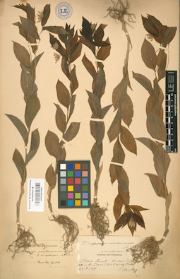 LE 01001526