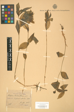 LE 01001528