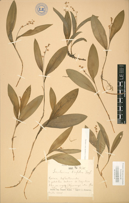 LE 01001538