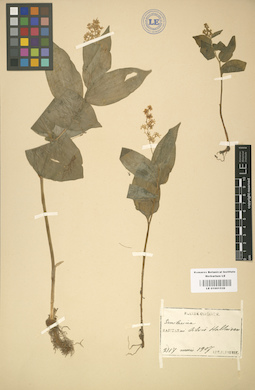 LE 01001539
