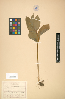 LE 01001540