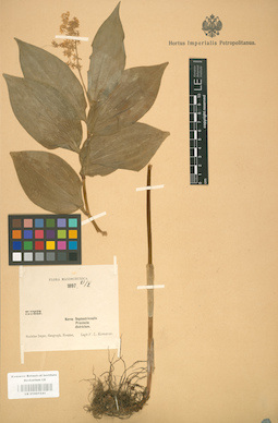 LE 01001541