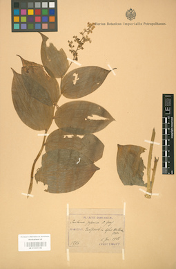 LE 01001542