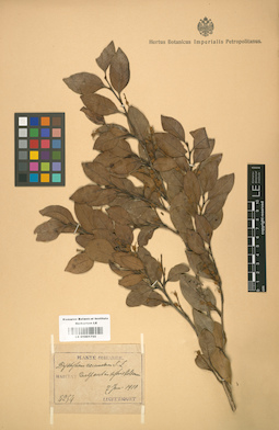 LE 01001755
