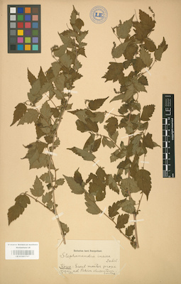 LE 01001767