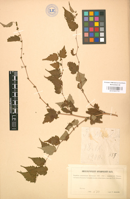 LE 01001772
