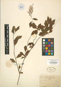 LE 01001806