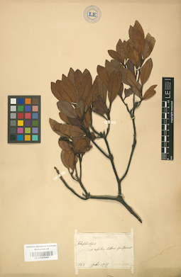 LE 01001844