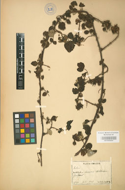 LE 01002041