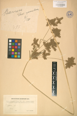 LE 01002453
