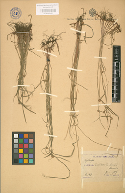 LE 01002481