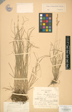 LE 01002799