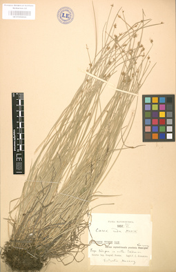LE 01002826