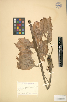 LE 01002842