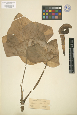 LE 01002846