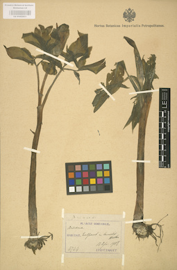 LE 01002851