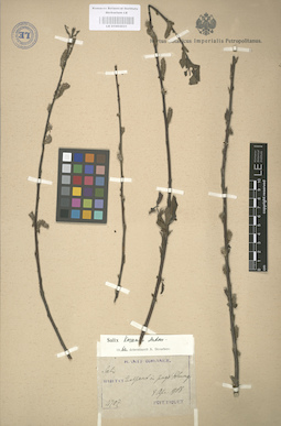 LE 01003031