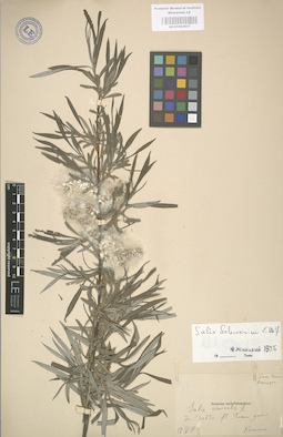 LE 01003037