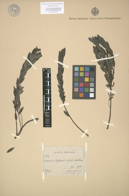LE 01003038