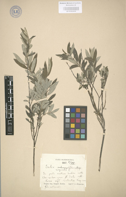 LE 01003039