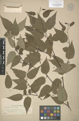 LE 01003061